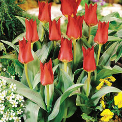 Tulipán Kaufmannův 'Showwinner' - Tulipa Kaufmanniana 'Showwinner'