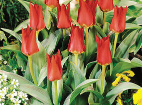 Tulipán Kaufmannův 'Showwinner' - Tulipa Kaufmanniana 'Showwinner'