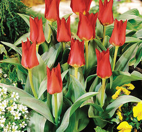 Tulipán Kaufmannův 'Showwinner' - Tulipa Kaufmanniana 'Showwinner'