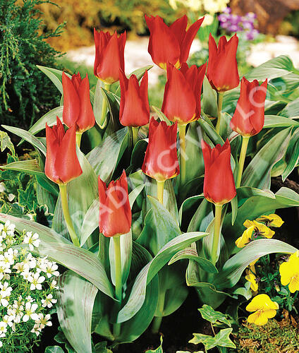 Tulipán Kaufmannův 'Showwinner' Tulipa Kaufmanniana 'Showwinner