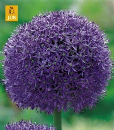 Okrasný česnek 'Globemaster' - Allium 'Globemaster'