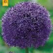 Česnek 'Globemaster' - Allium 'Globemaster'