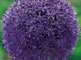 Česnek 'Globemaster' - Allium 'Globemaster'