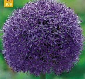 Okrasný česnek 'Globemaster' - Allium 'Globemaster'