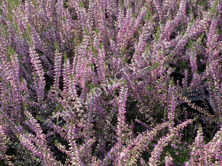 Vřes obecný 'Marleen' - Calluna vulgaris 'Marleen'