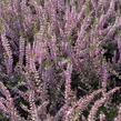 Vřes obecný 'Marleen' - Calluna vulgaris 'Marleen'