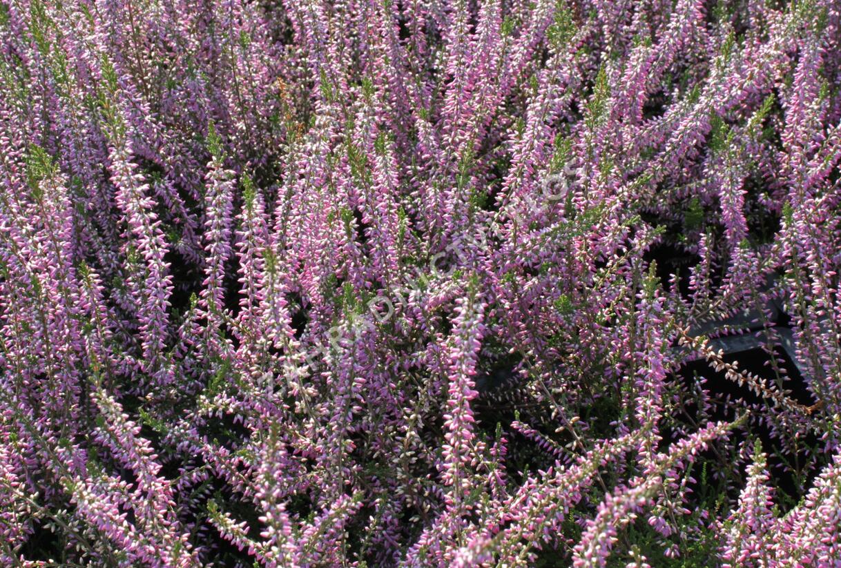Vřes obecný 'Marleen' - Calluna vulgaris 'Marleen'