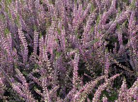 Vřes obecný 'Marleen' - Calluna vulgaris 'Marleen'