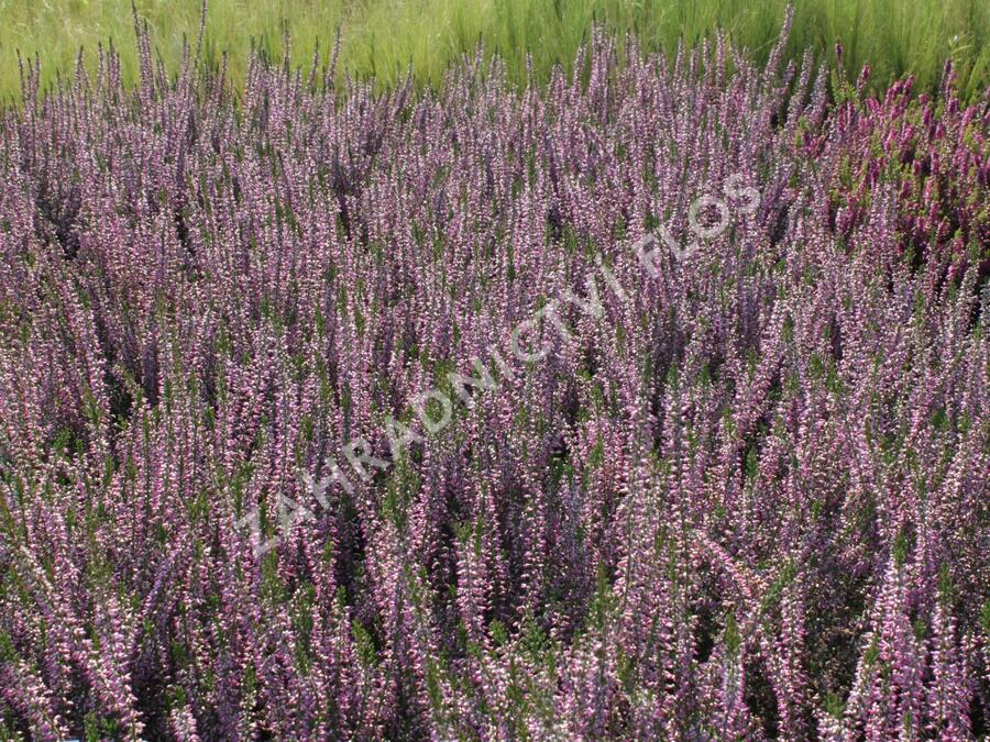 Vřes obecný 'Marleen' - Calluna vulgaris 'Marleen'