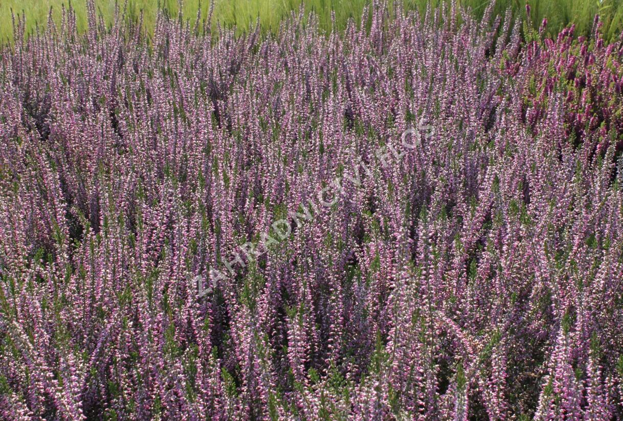 Vřes obecný 'Marleen' - Calluna vulgaris 'Marleen'