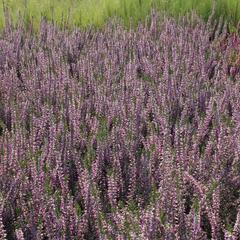 Vřes obecný 'Marleen' - Calluna vulgaris 'Marleen'