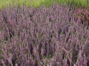 Vřes obecný 'Marleen' - Calluna vulgaris 'Marleen'