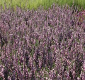 Vřes obecný 'Marleen' - Calluna vulgaris 'Marleen'