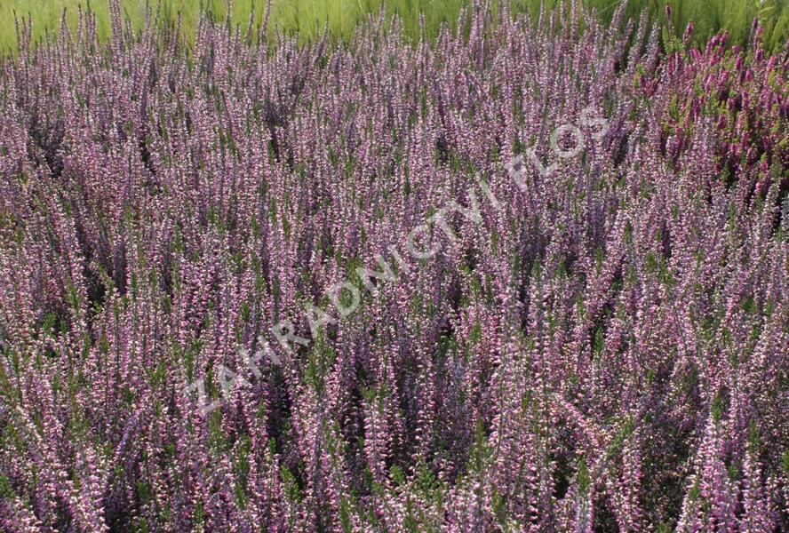 Vřes obecný 'Marleen' - Calluna vulgaris 'Marleen'