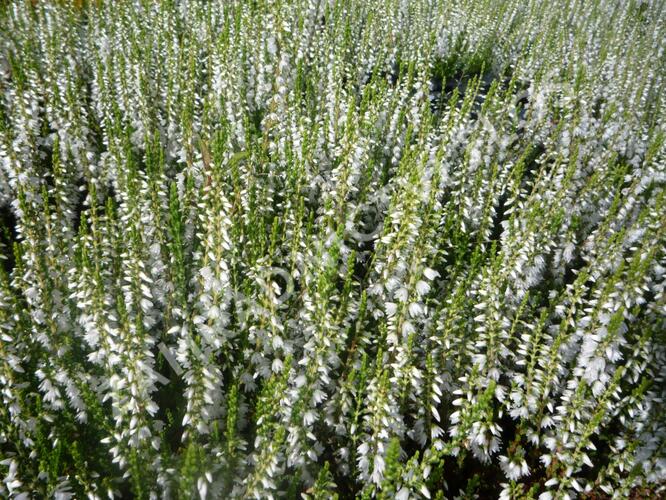 Vřes obecný 'Elegant Pearl' - Calluna vulgaris 'Elegant Pearl'