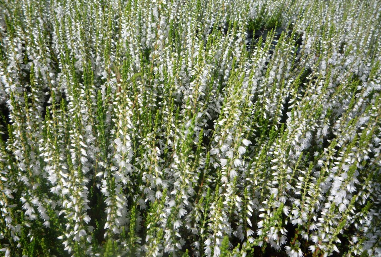 Vřes obecný 'Elegant Pearl' - Calluna vulgaris 'Elegant Pearl'