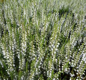 Vřes obecný 'Elegant Pearl' - Calluna vulgaris 'Elegant Pearl'