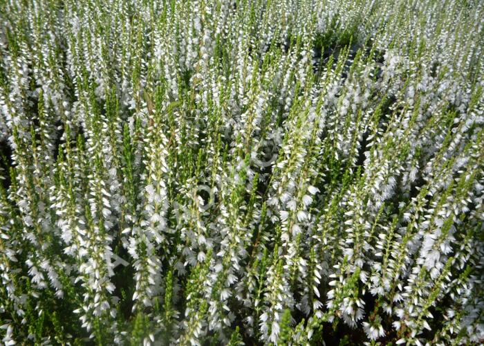 Vřes obecný 'Elegant Pearl' - Calluna vulgaris 'Elegant Pearl'