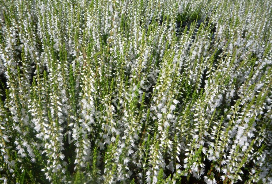 Vřes obecný 'Elegant Pearl' - Calluna vulgaris 'Elegant Pearl'