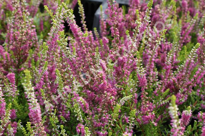 Vřes obecný 'Con Brio' - Calluna vulgaris 'Con Brio'