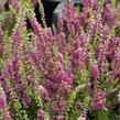 Vřes obecný 'Con Brio' - Calluna vulgaris 'Con Brio'