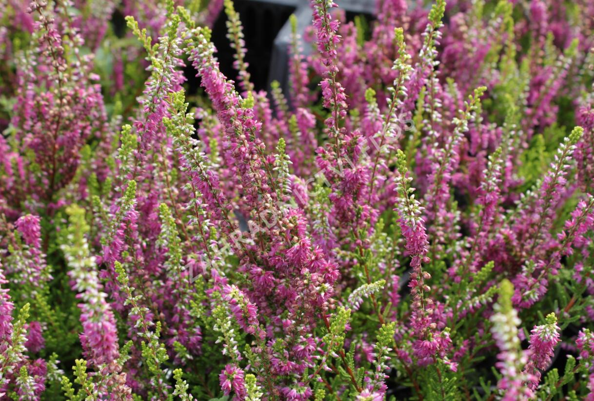 Vřes obecný 'Con Brio' - Calluna vulgaris 'Con Brio'