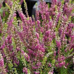 Vřes obecný 'Con Brio' - Calluna vulgaris 'Con Brio'
