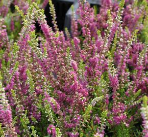 Vřes obecný 'Con Brio' - Calluna vulgaris 'Con Brio'