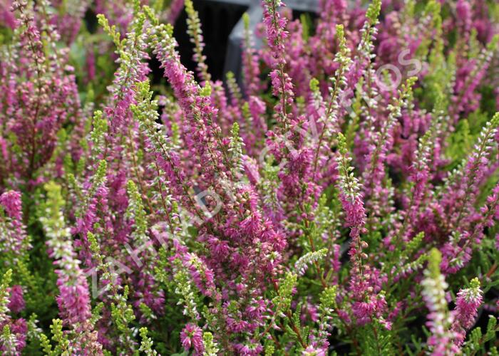 Vřes obecný 'Con Brio' - Calluna vulgaris 'Con Brio'