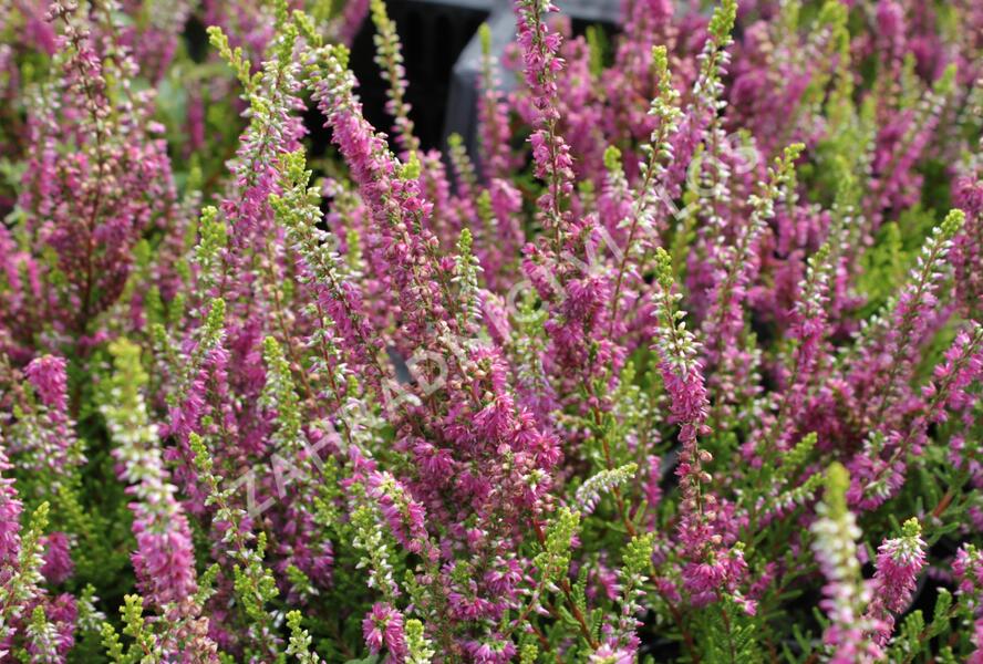 Vřes obecný 'Con Brio' - Calluna vulgaris 'Con Brio'