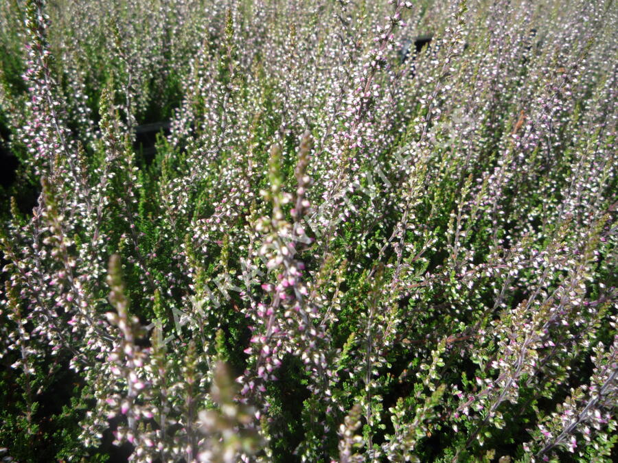 Vřes obecný 'Aphrodite' - Calluna vulgaris 'Aphrodite'