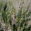 Vřes obecný 'Aphrodite' - Calluna vulgaris 'Aphrodite'