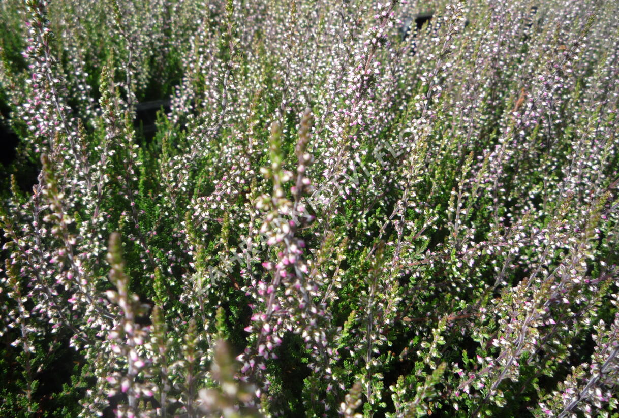 Vřes obecný 'Aphrodite' - Calluna vulgaris 'Aphrodite'