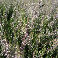 Vřes obecný 'Aphrodite' - Calluna vulgaris 'Aphrodite'