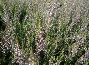 Vřes obecný 'Aphrodite' - Calluna vulgaris 'Aphrodite'