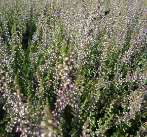 Vřes obecný 'Aphrodite' - Calluna vulgaris 'Aphrodite'