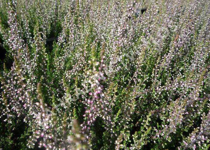 Vřes obecný 'Aphrodite' - Calluna vulgaris 'Aphrodite'