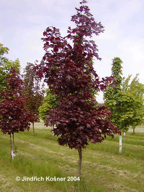 Javor mléč 'Faassen's Black' - Acer platanoides 'Faassen's Black'