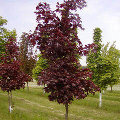 Javor mléč 'Faassen's Black' - Acer platanoides 'Faassen's Black'