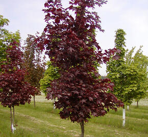 Javor mléč 'Faassen's Black' - Acer platanoides 'Faassen's Black'