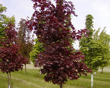 Javor mléč 'Faassen's Black'