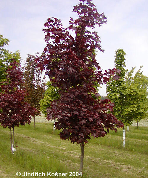 Javor mléč 'Faassen's Black' - Acer platanoides 'Faassen's Black'