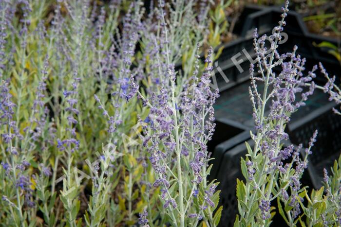 Perovskie lebedolistá 'Little Spire' - Perovskia atriplicifolia 'Little Spire'