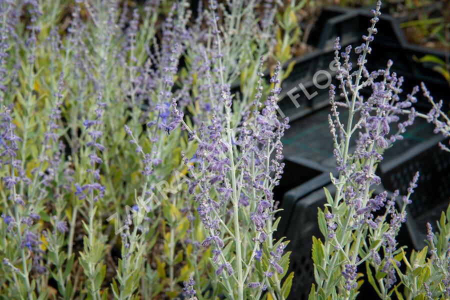 Perovskie lebedolistá 'Little Spire' - Perovskia atriplicifolia 'Little Spire'