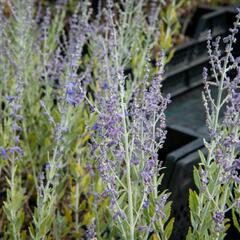 Perovskie lebedolistá 'Little Spire' - Perovskia atriplicifolia 'Little Spire'