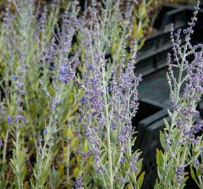 Perovskie lebedolistá 'Little Spire' - Perovskia atriplicifolia 'Little Spire'