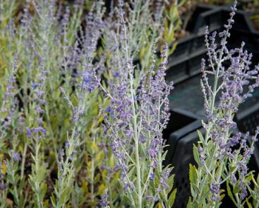 Perovskie lebedolistá 'Little Spire'