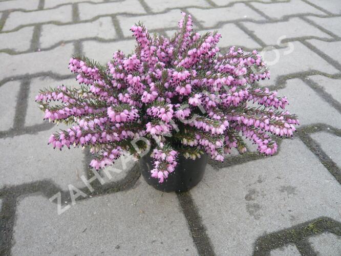 Vřesovec pleťový 'Loughrigg' - Erica carnea 'Loughrigg'