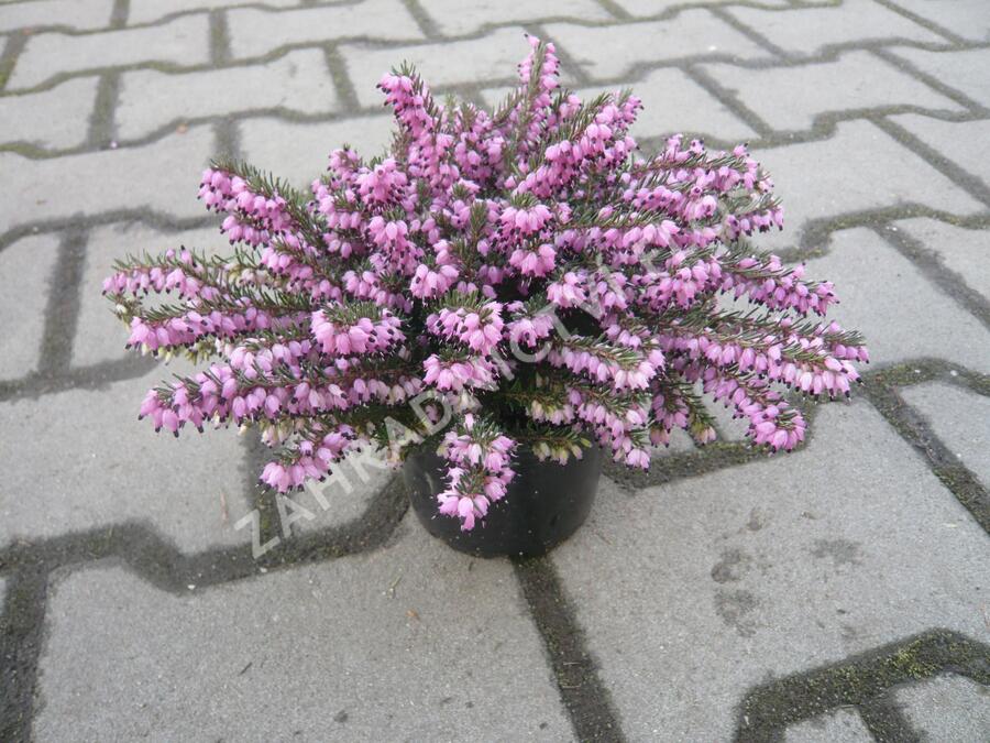 Vřesovec pleťový 'Loughrigg' - Erica carnea 'Loughrigg'