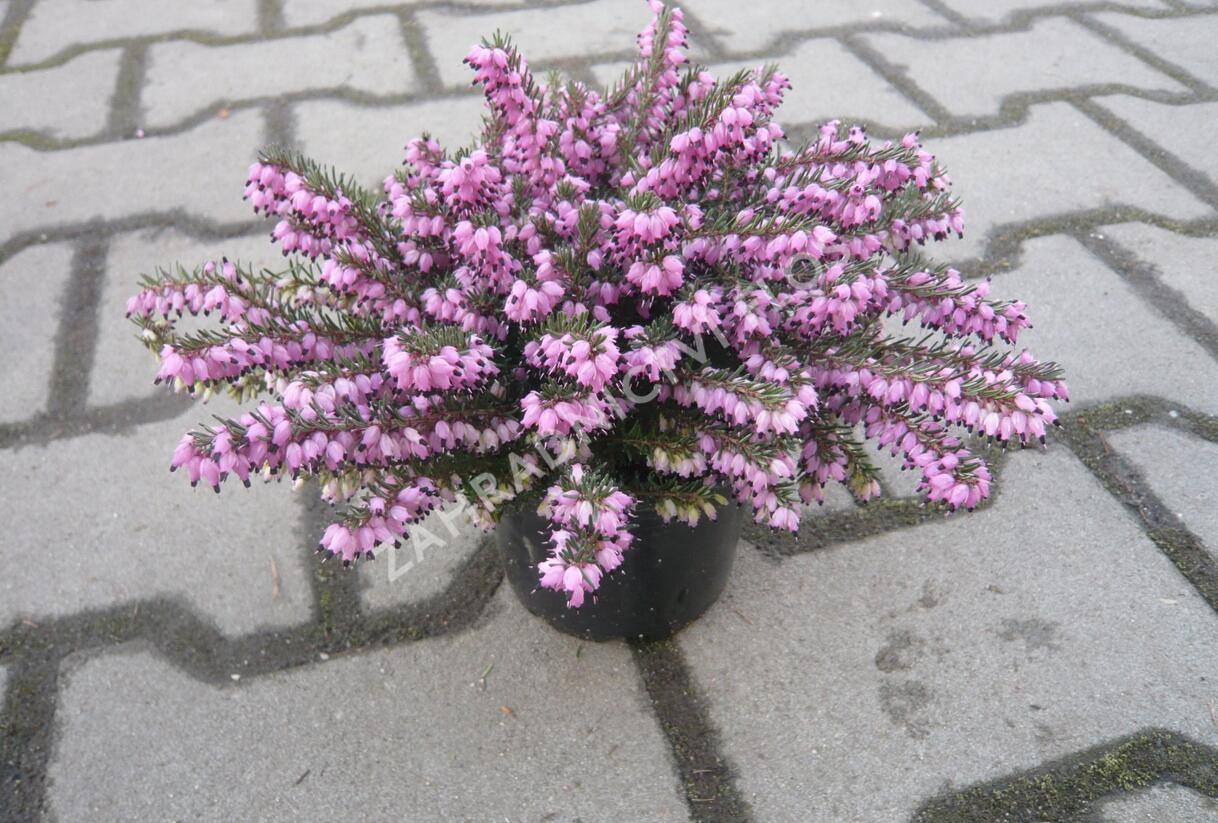 Vřesovec pleťový 'Loughrigg' - Erica carnea 'Loughrigg'